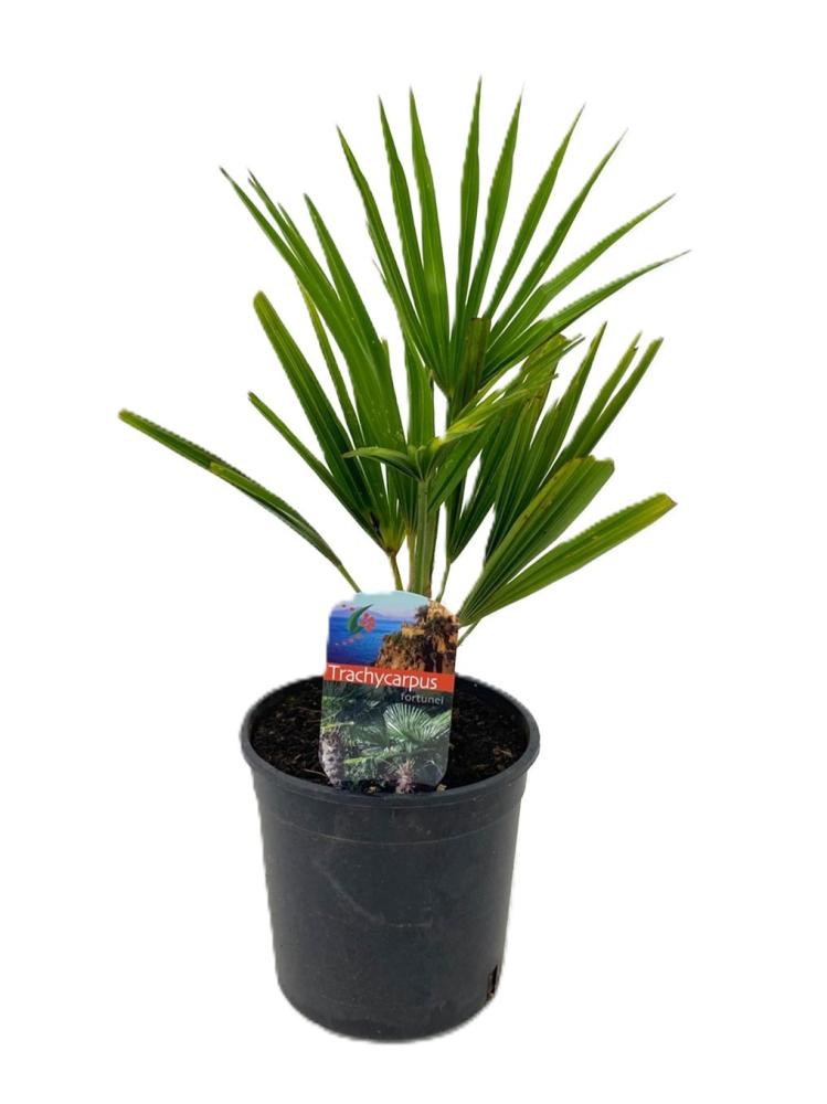 trachycarpus