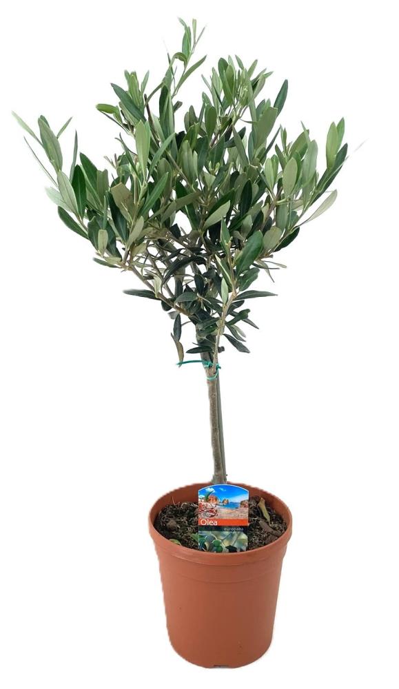 olea