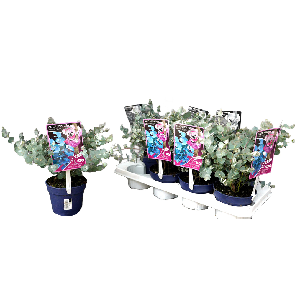 eucalyptus gunnii azura