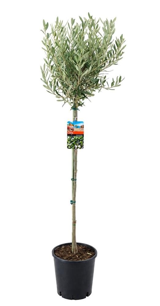 olea
