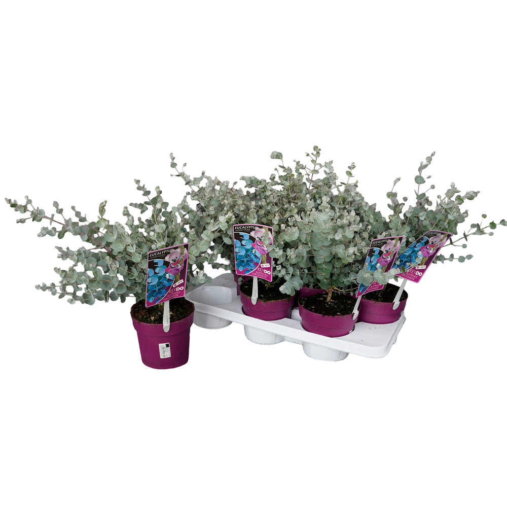eucalyptus gunnii azura