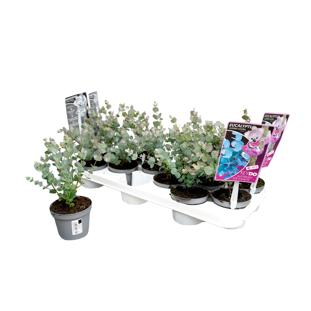 Eucalyptus gunnii azura