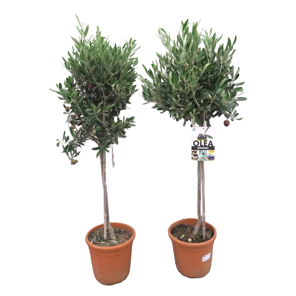 olea europaea