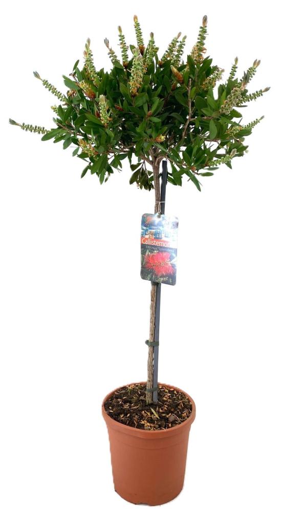 Callistemon