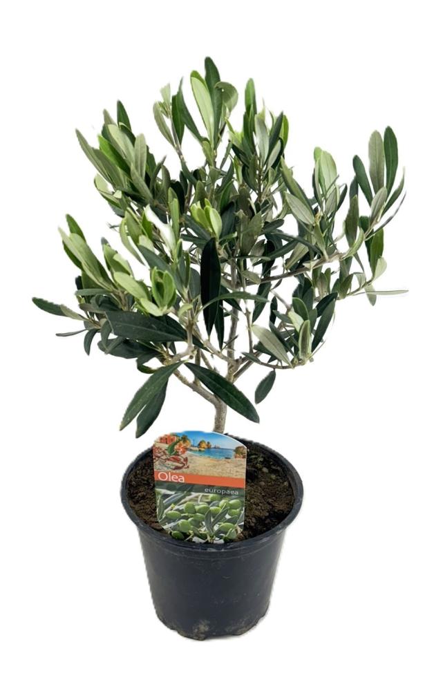 olea