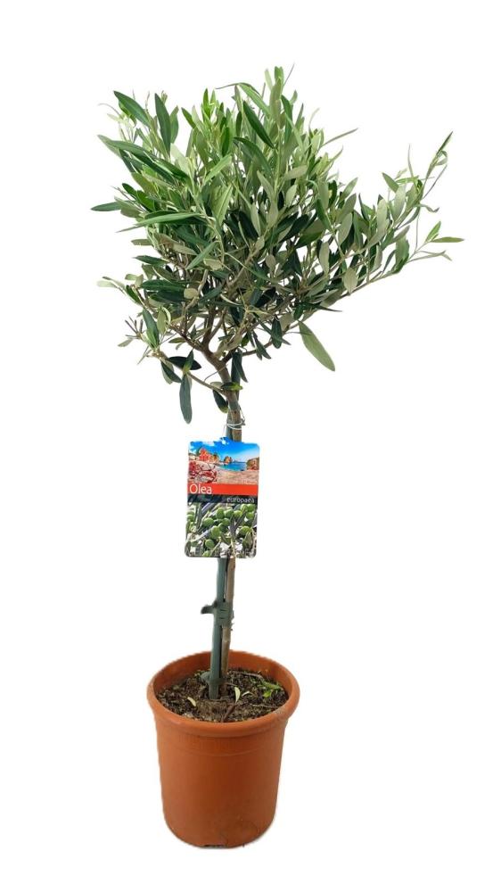 olea
