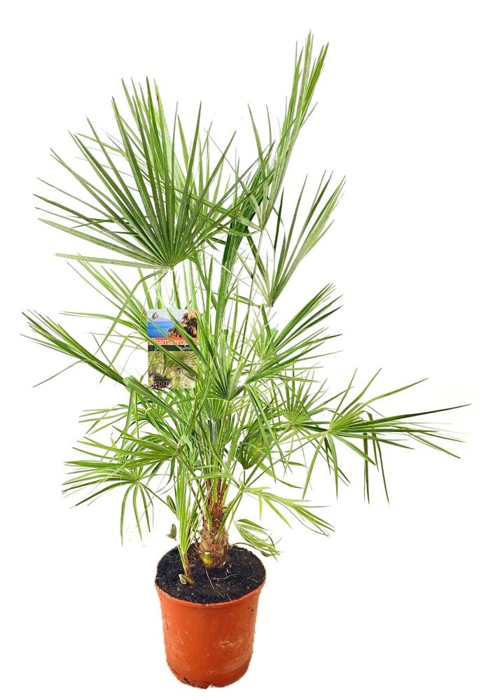chamaerops