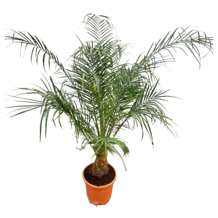 Phoenix roebelenii
