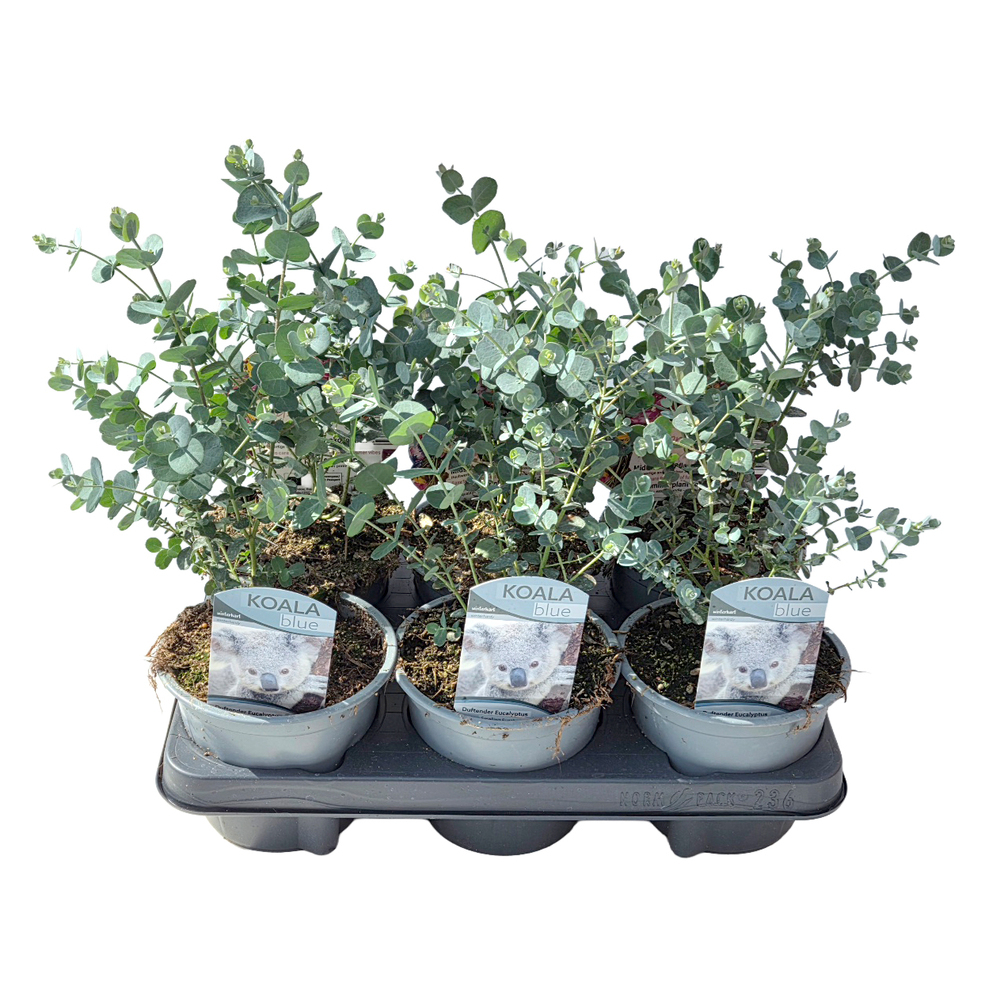 Eucalyptus gunnii blue ice