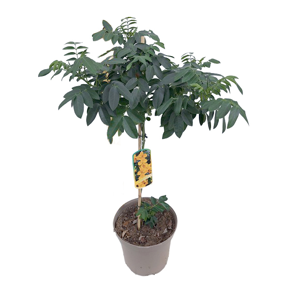 Cassia corymbosa