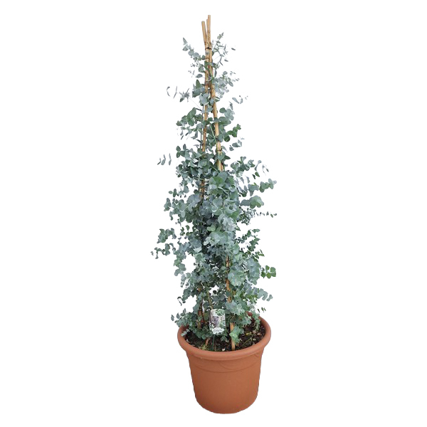 Eucalyptus cinerea silver dollar