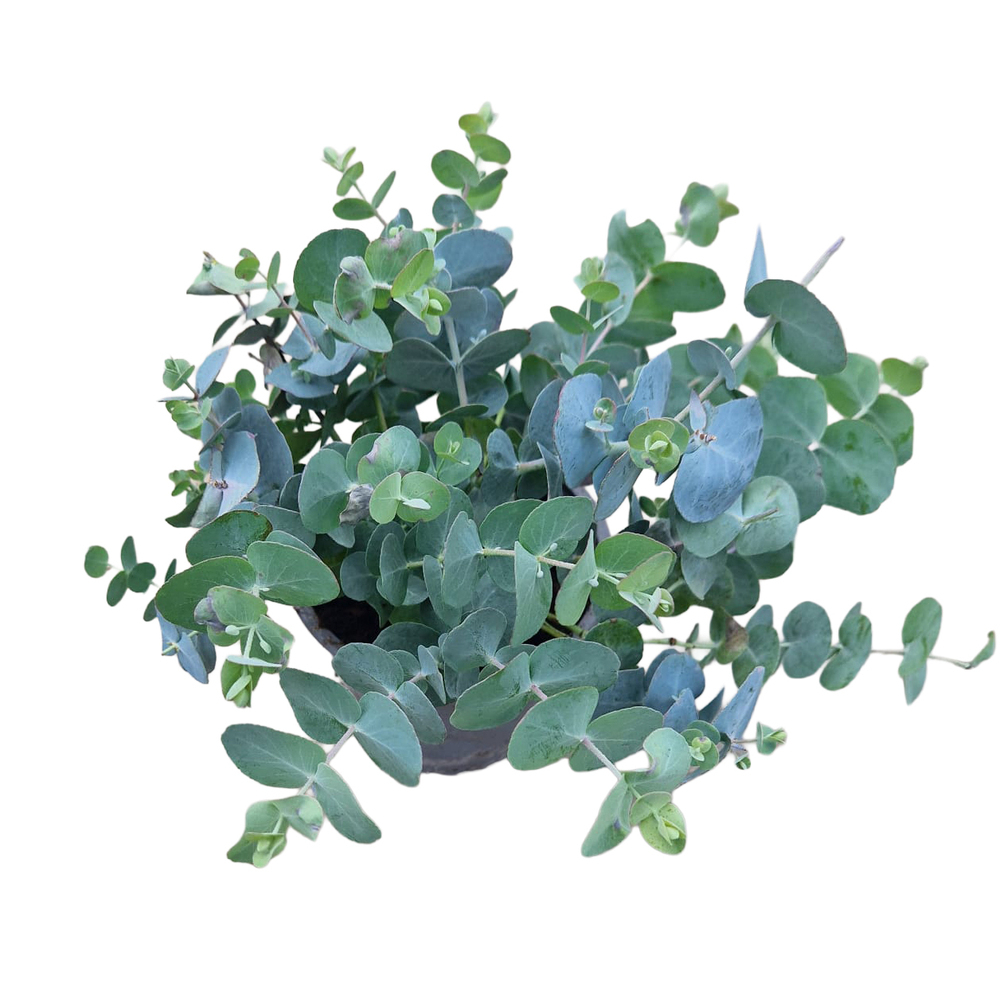 Eucalyptus gunnii