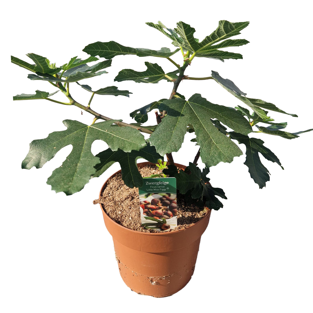 Ficus carica little miss figgy