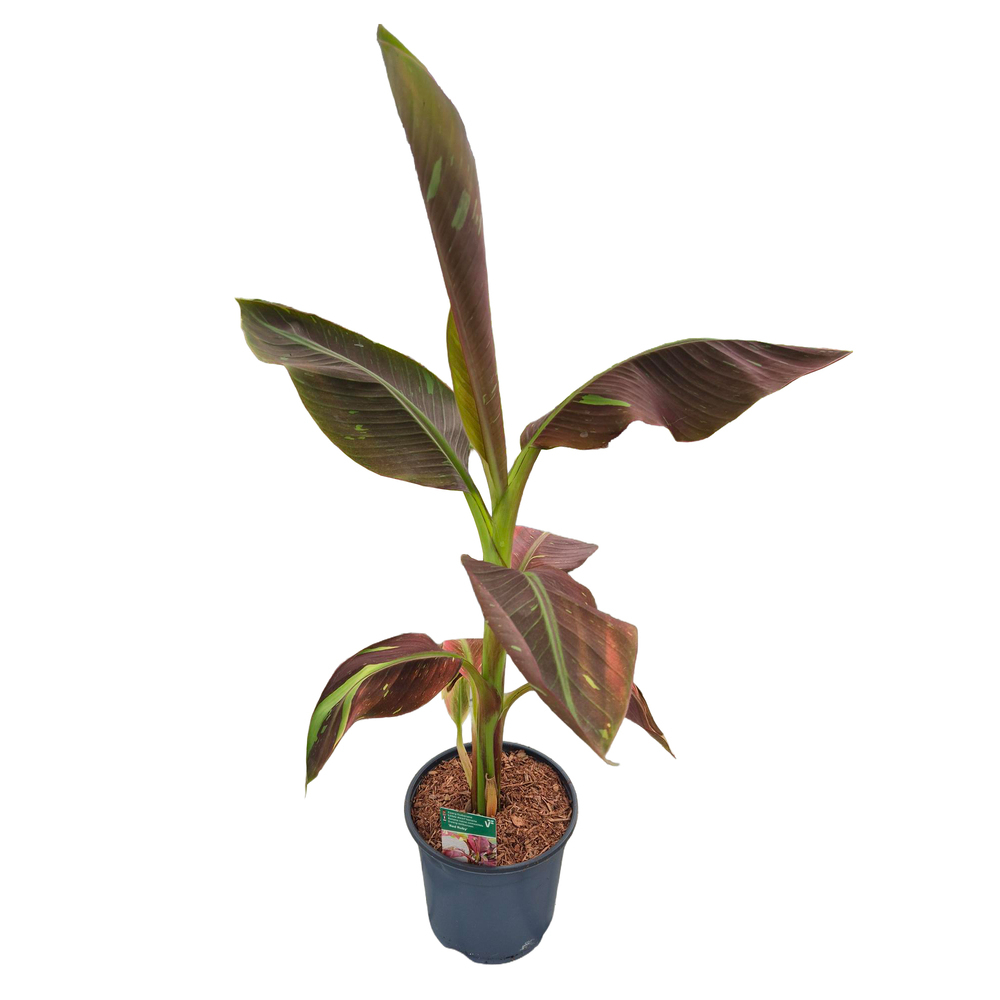 musa acuminata