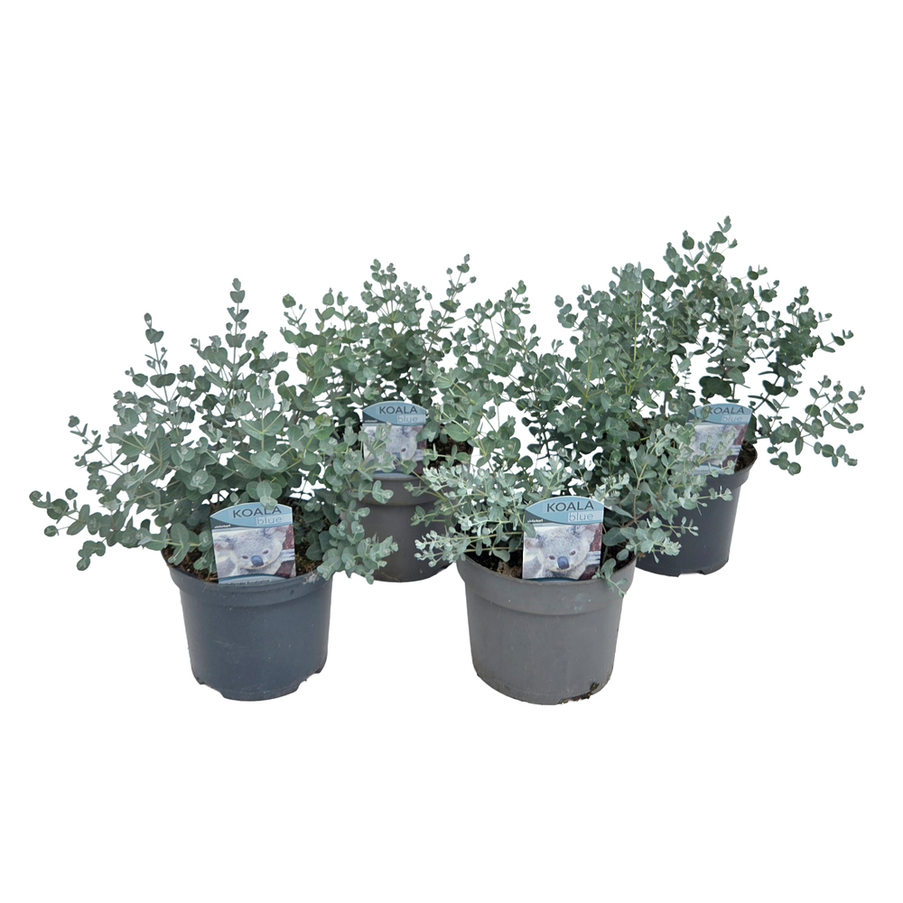 Eucalyptus gunnii