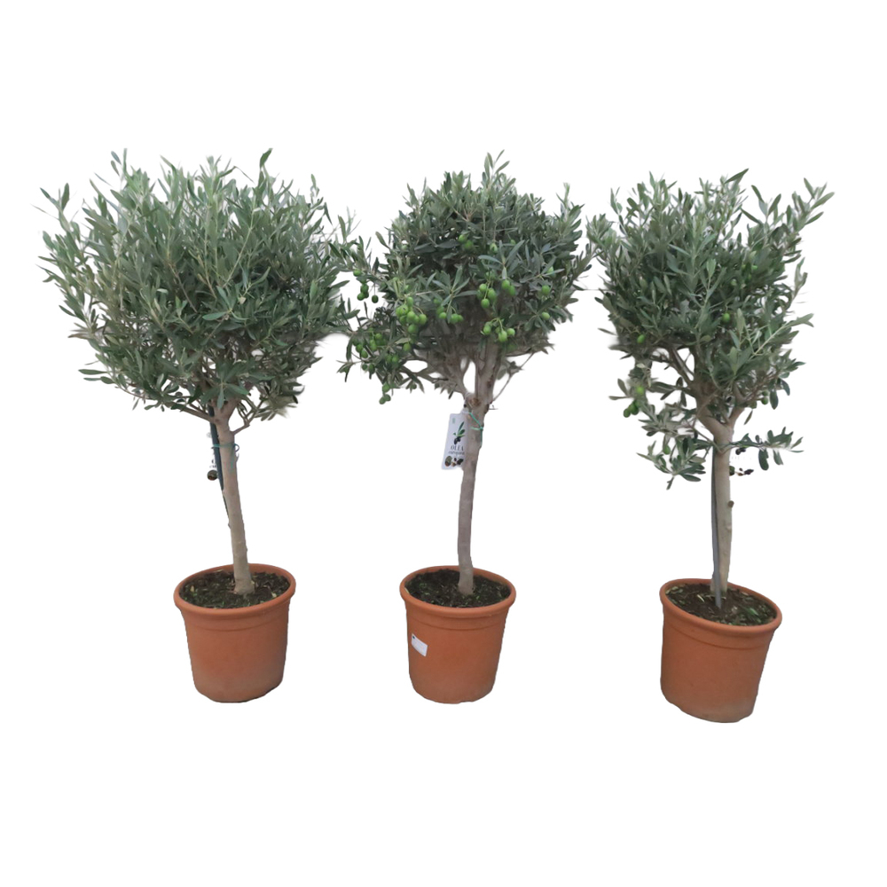 Olea europaea