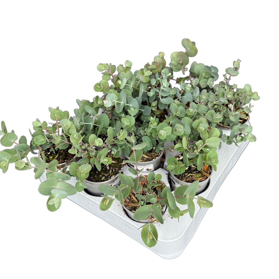 Eucalyptus cinerea silver dollar