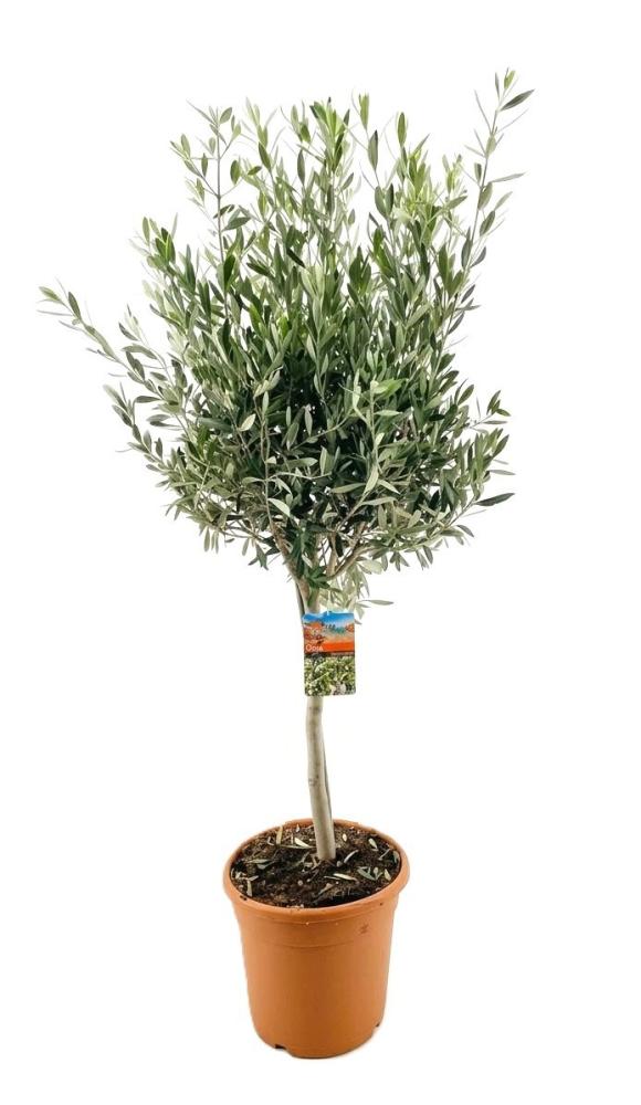 olea