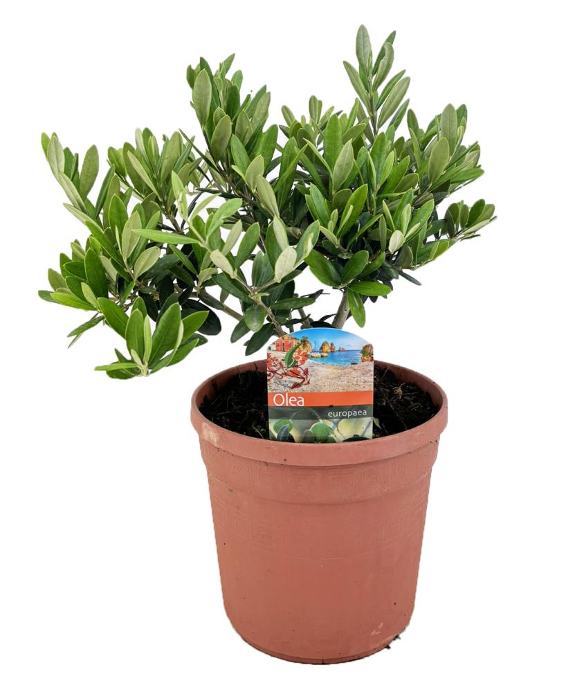 olea