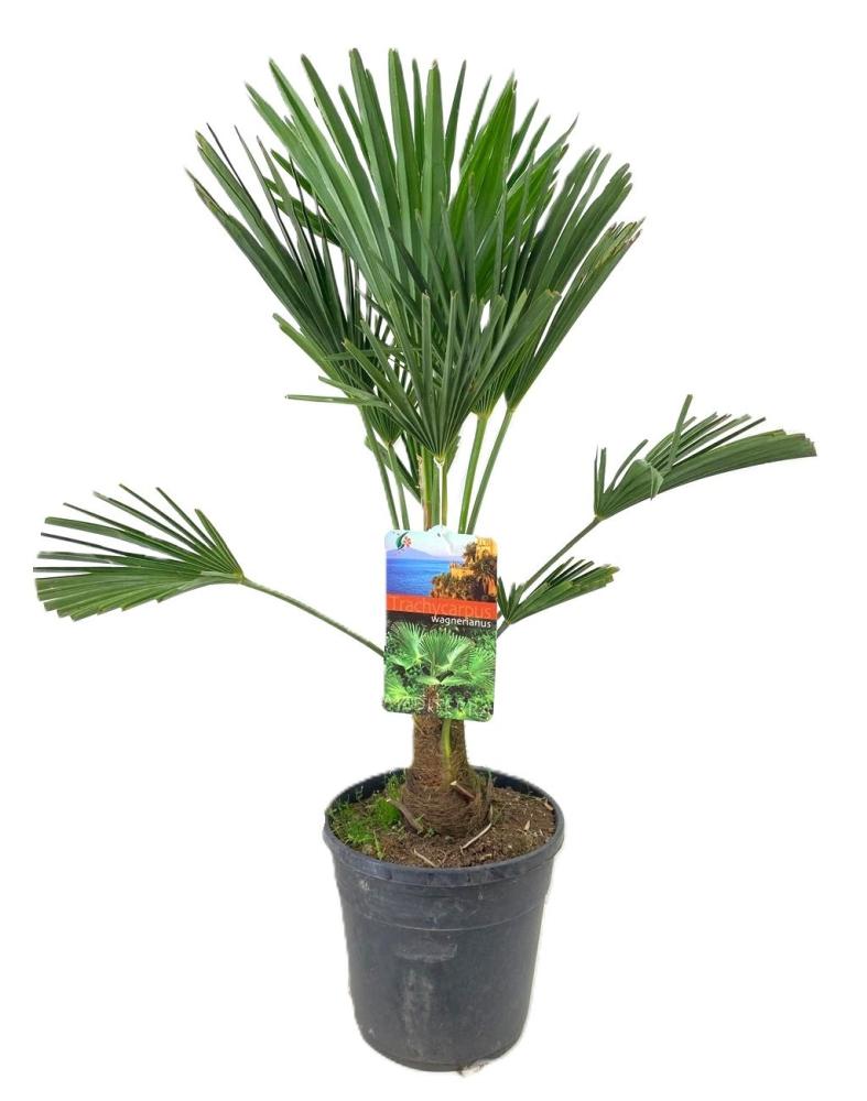 Trachycarpus