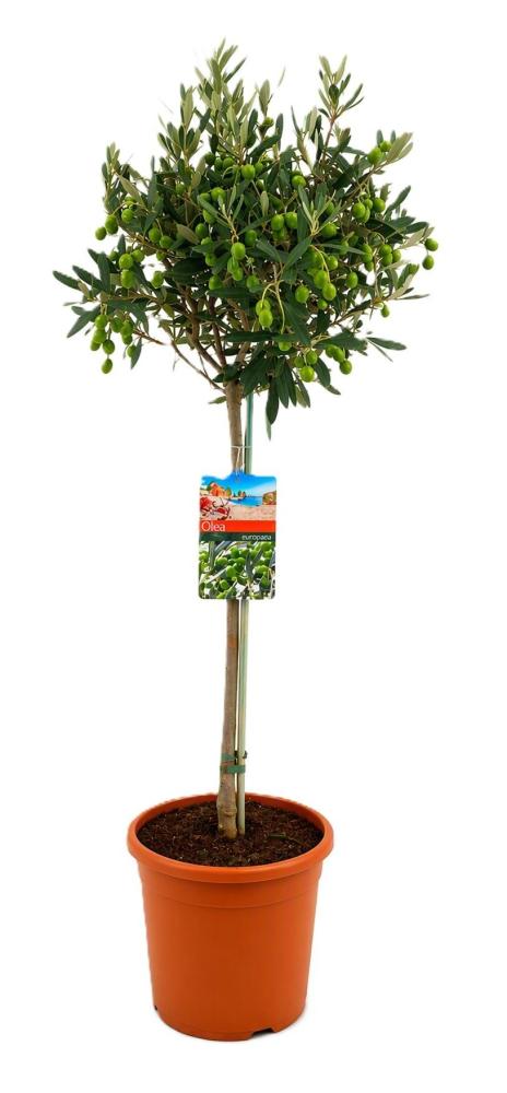 olea