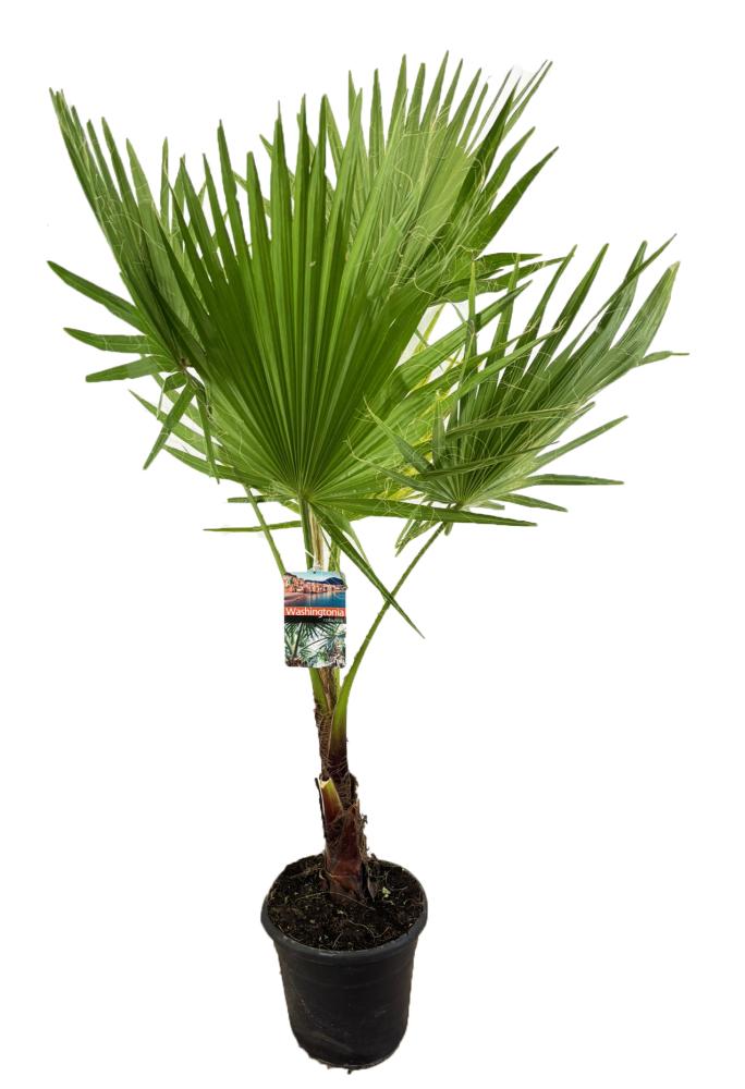 Washingtonia