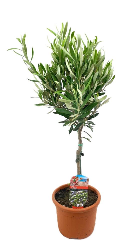 olea