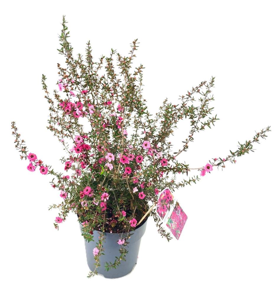 Leptospermum