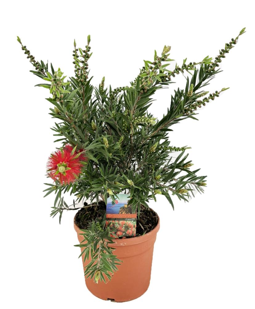 Callistemon