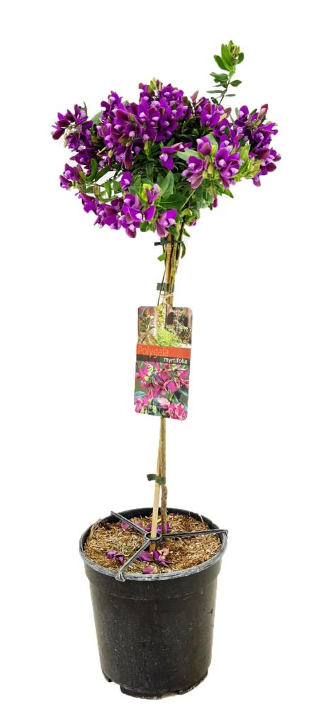 Polygala