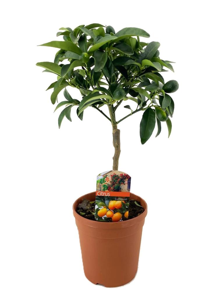 Citrus