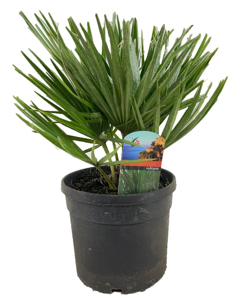 Chamaerops