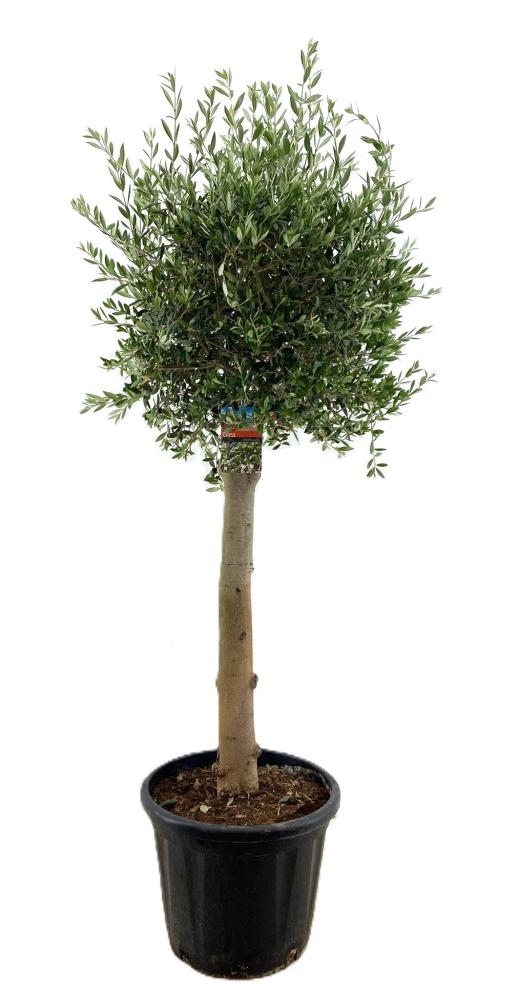 Olea