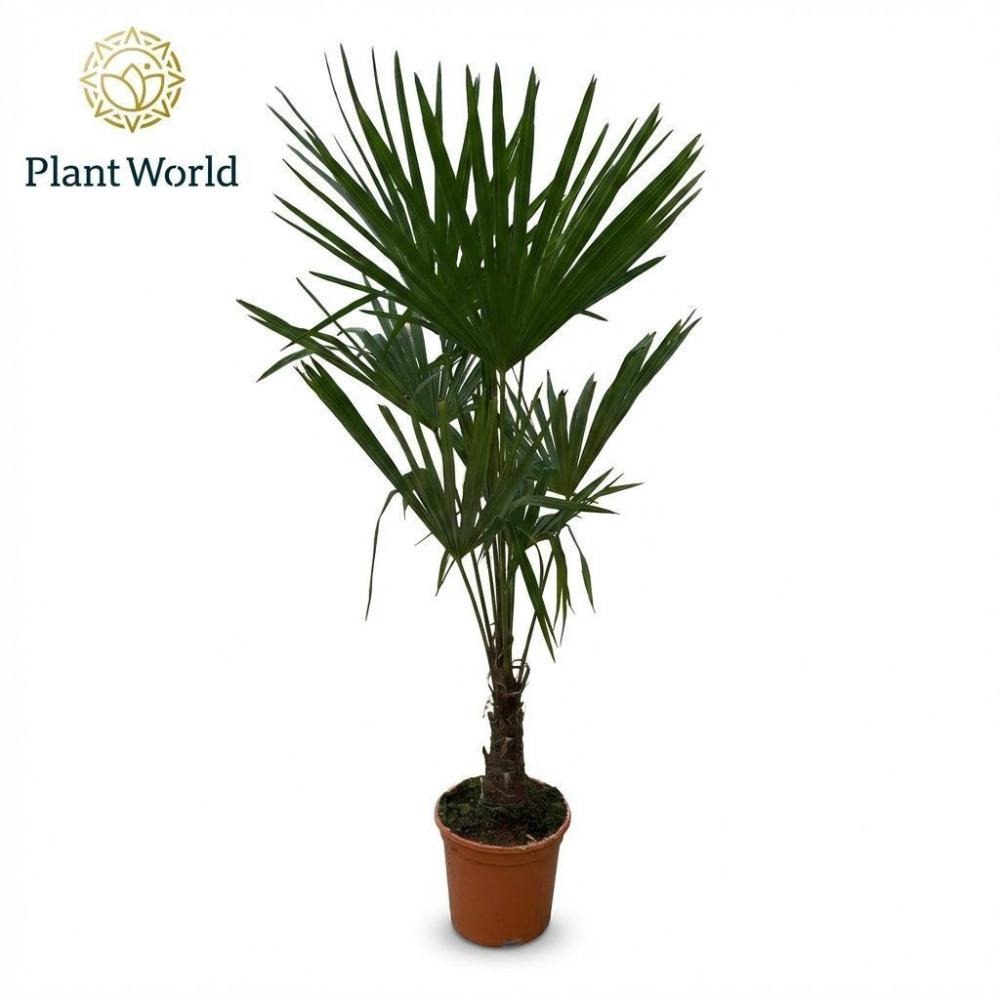 Trachycarpus