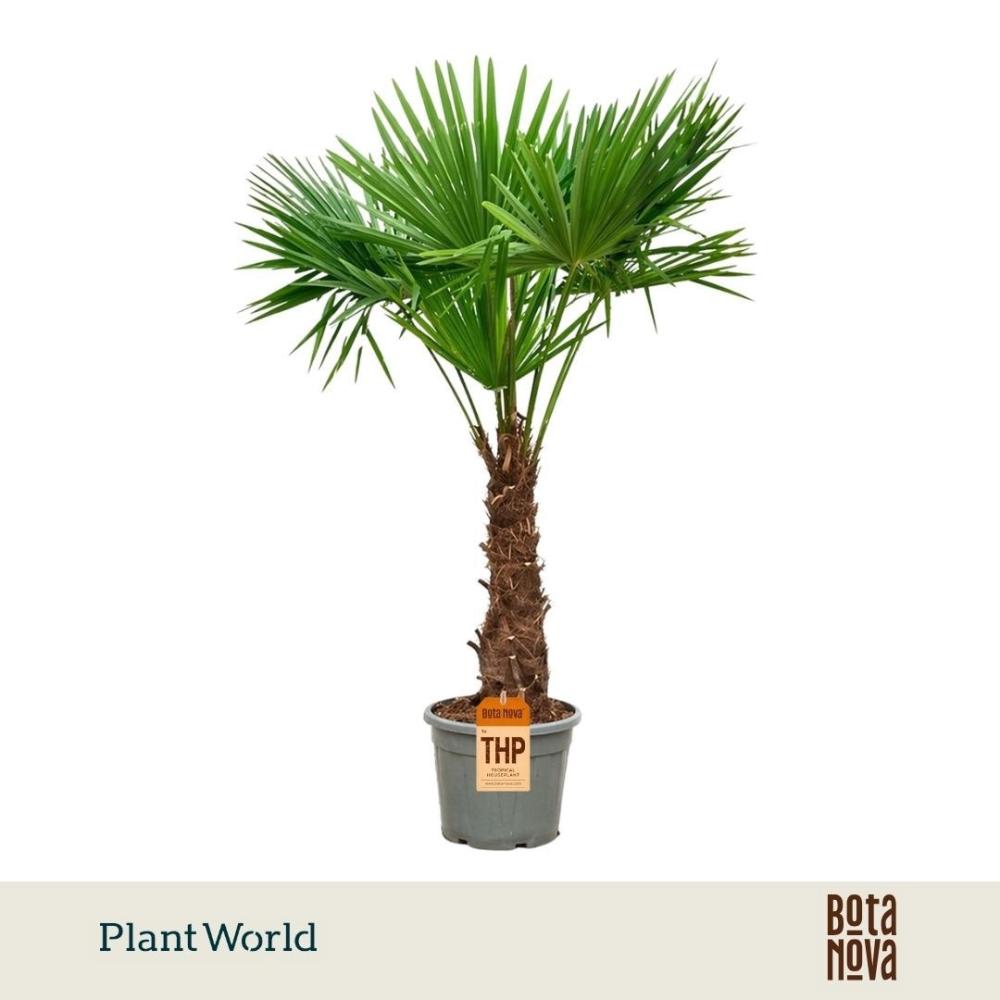 Trachycarpus