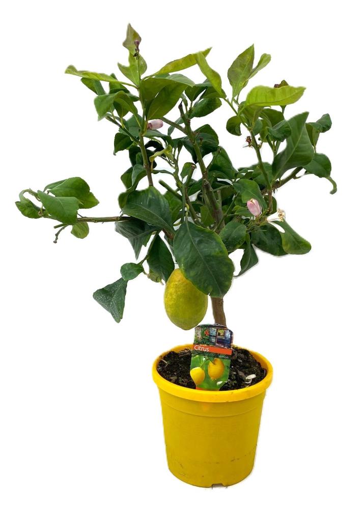 Citrus