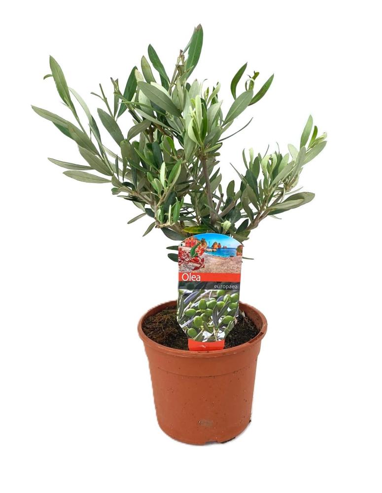 plantes méditerranéennes