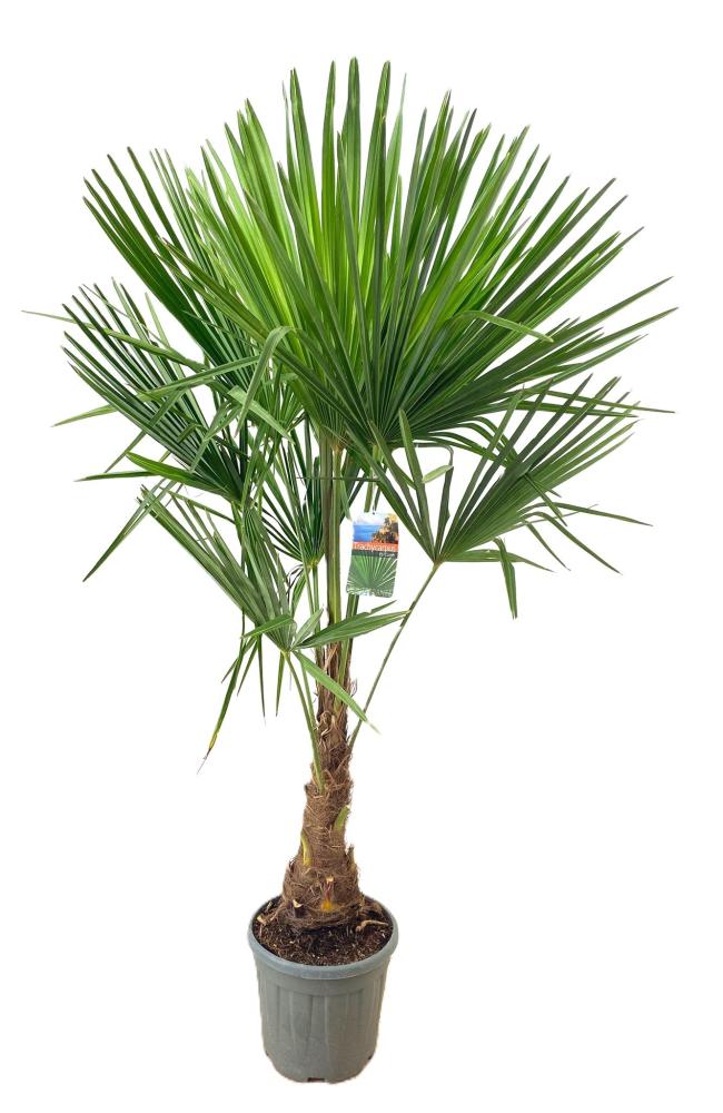 Trachycarpus