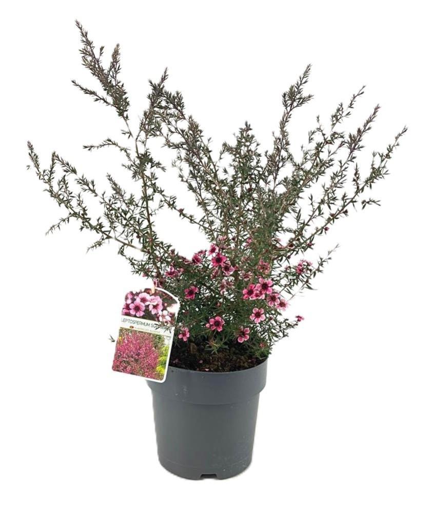 Leptospermum