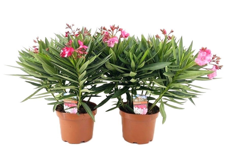 plantes méditerranéennes