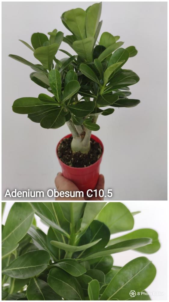 Adenium obesum semilla arbustivo