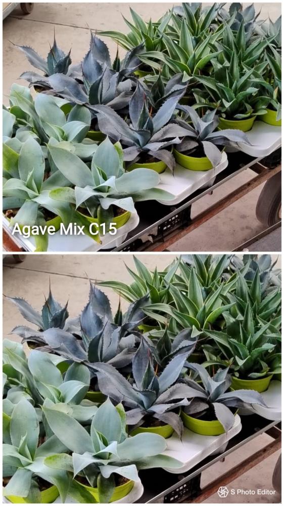 Agave mix