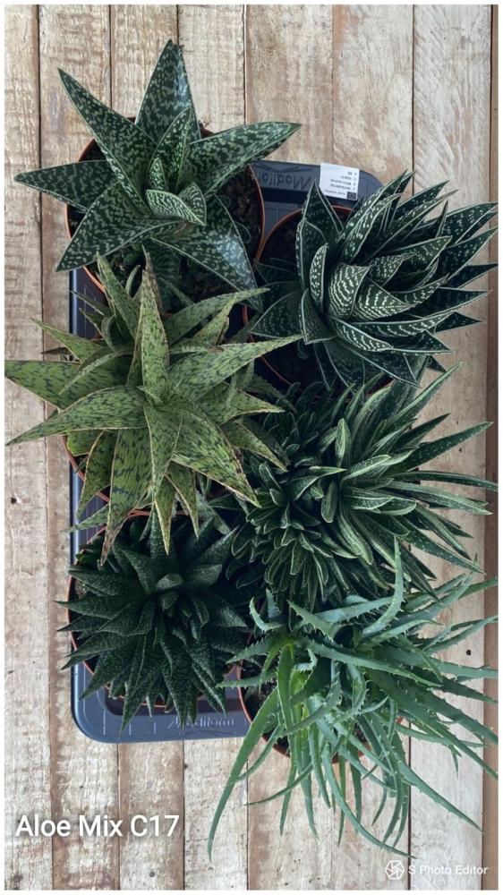 Aloe mix