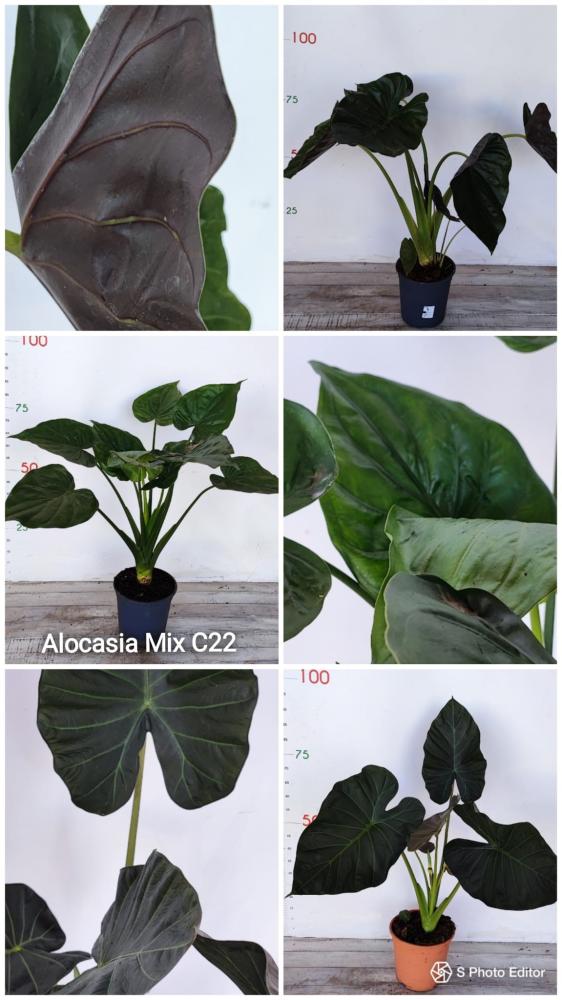 Alocasia mix