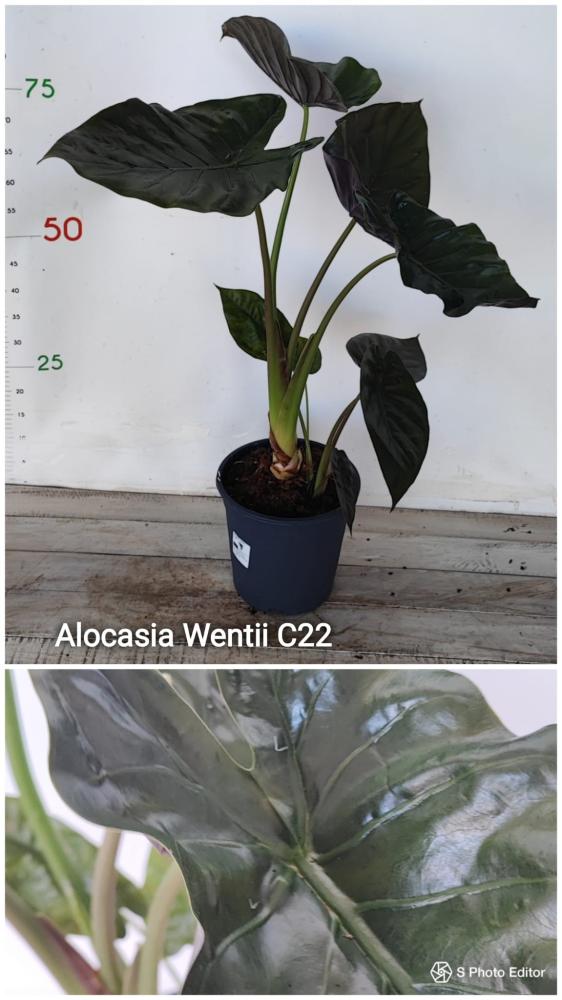 Alocasia wentii
