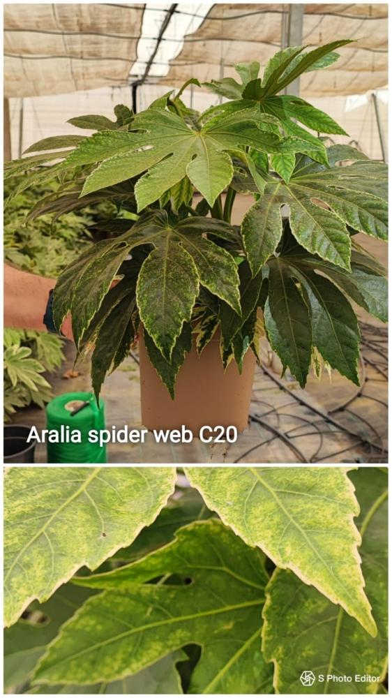 Aralia spider web