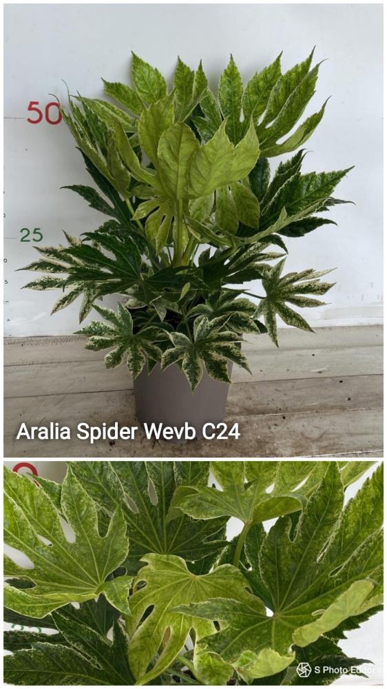 Aralia spider wevb