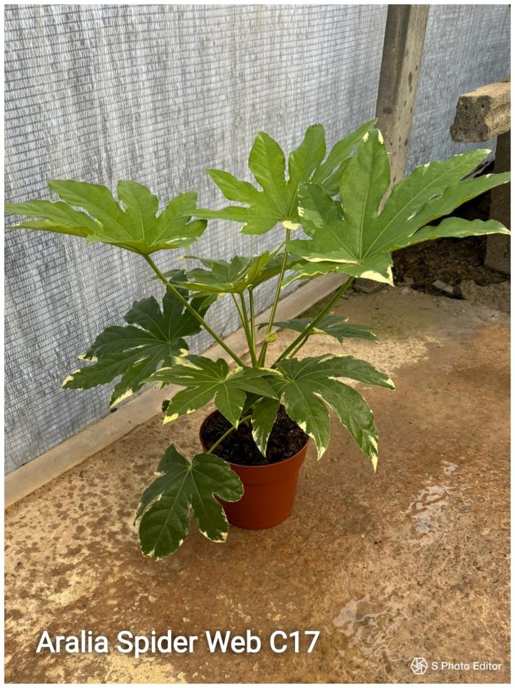 Aralia spider web c17-or