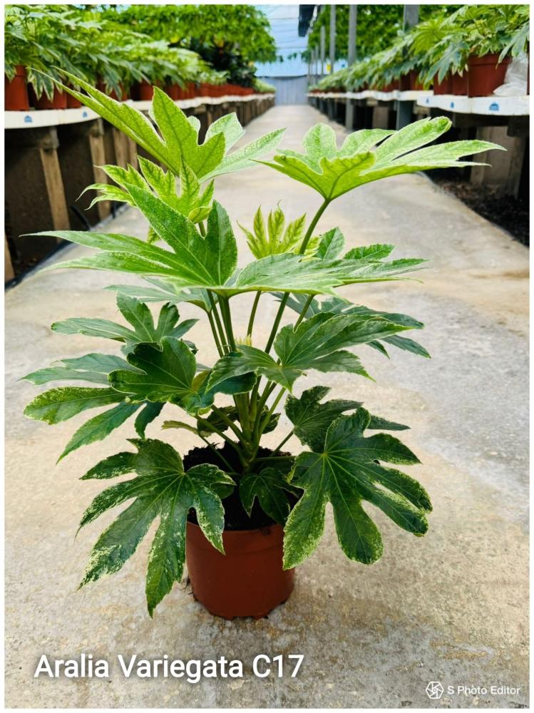 Aralia variegata