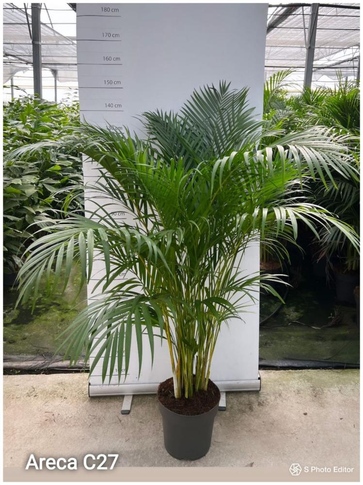 Areca